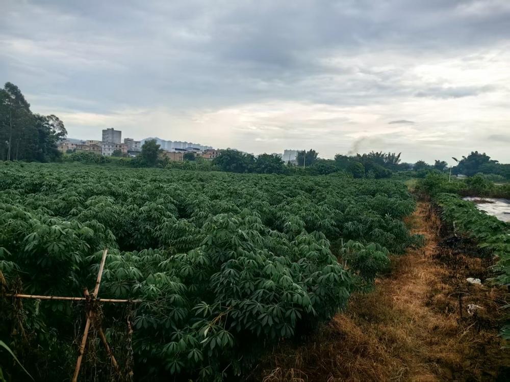 1000亩自有种植基地，长势优良