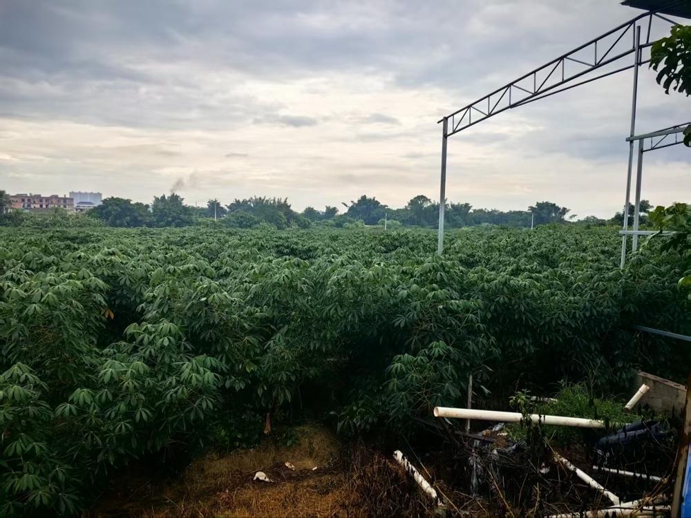 廣西木薯種植基地